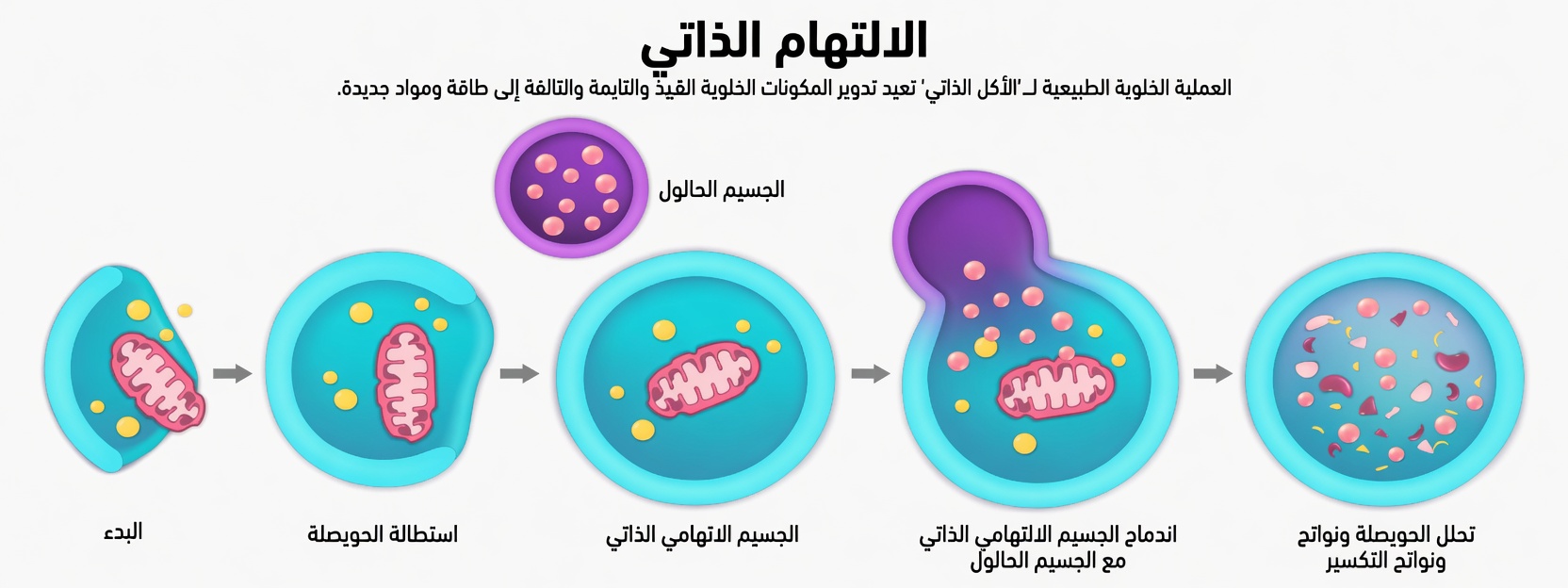 أطباء حائزون على جائزة نوبل يقولون: هل هذه الأطعمة اليومية هي مفتاح العيش حتى سن 100؟