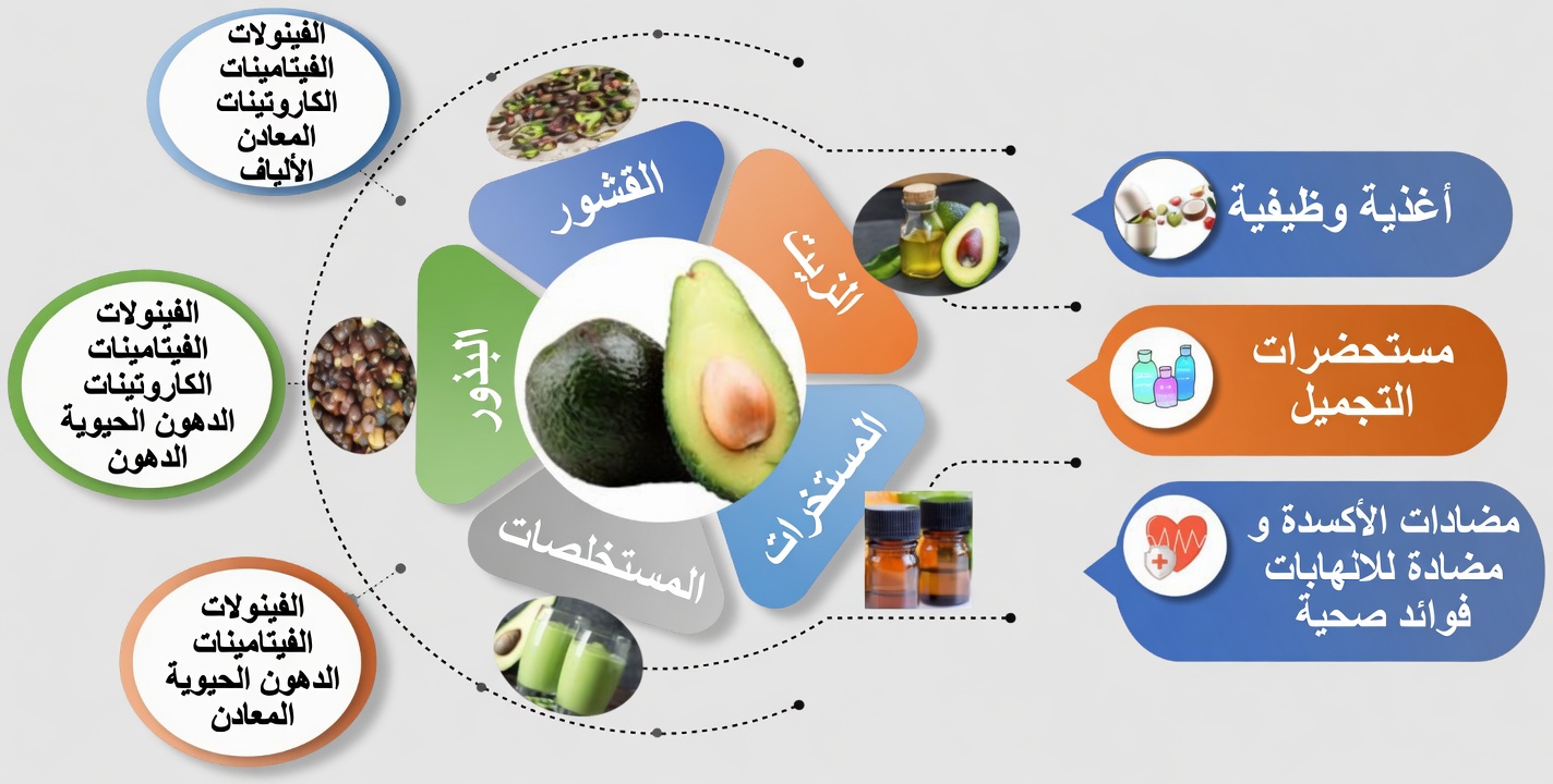 توقف عن رمي نواة الأفوكادو: عادة صحية خفية يتجاهلها الكثيرون