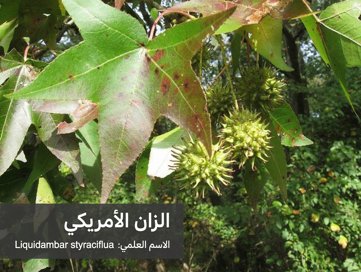 الشجرة المُهملة ذات الفوائد العلاجية الطبيعية القوية