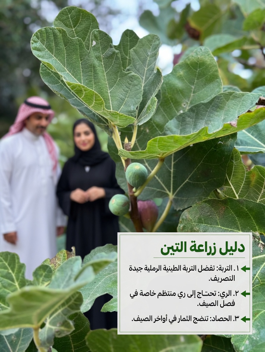 أوراق التين: الورقة المنسية التي يتجاهلها كثير من كبار السن… هل يمكن أن تدعم الصحة اليومية؟