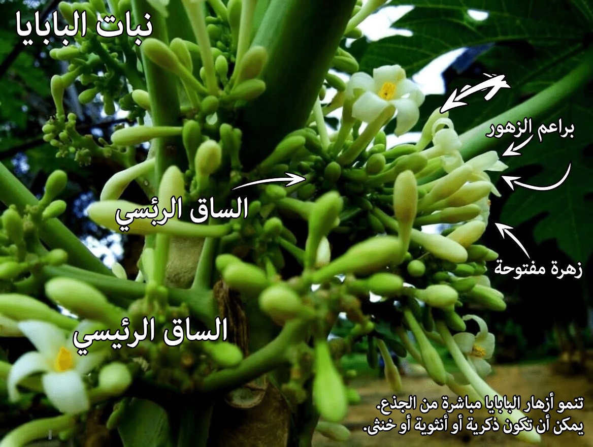 استكشاف 12 فائدة محتملة لزهور البابايا وتحضير برطمان بسيط منقوع بالعسل لعائلتك