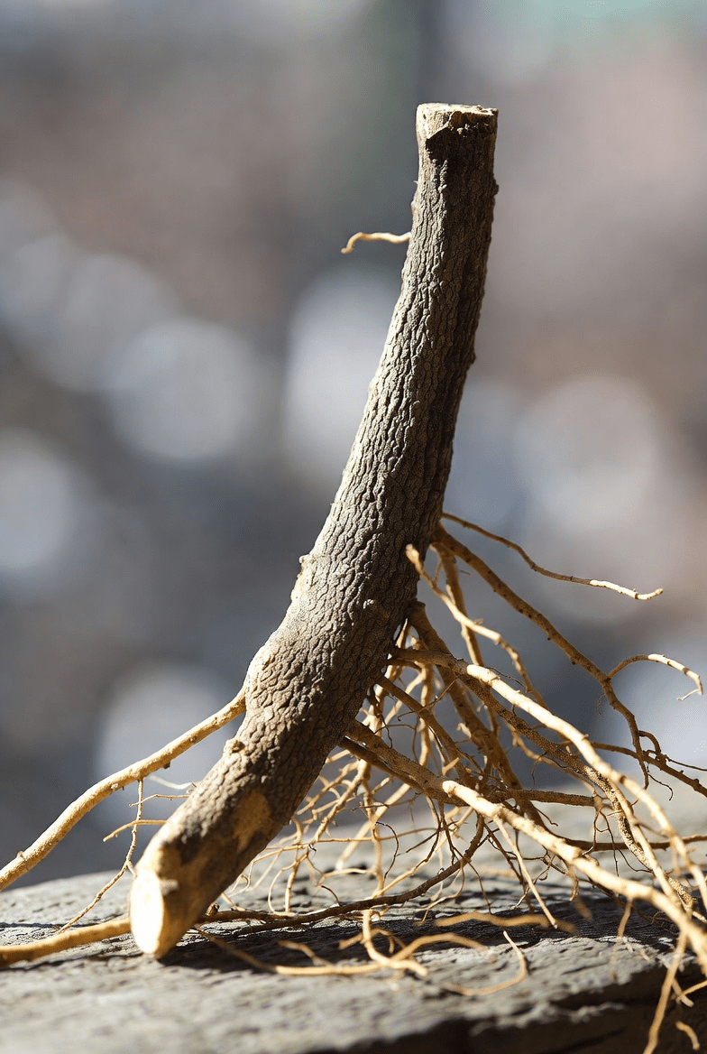 اكتشف الاستخدامات التقليدية والفوائد المحتملة لجذر عرق السوس لصحة الجهاز الهضمي والكبد