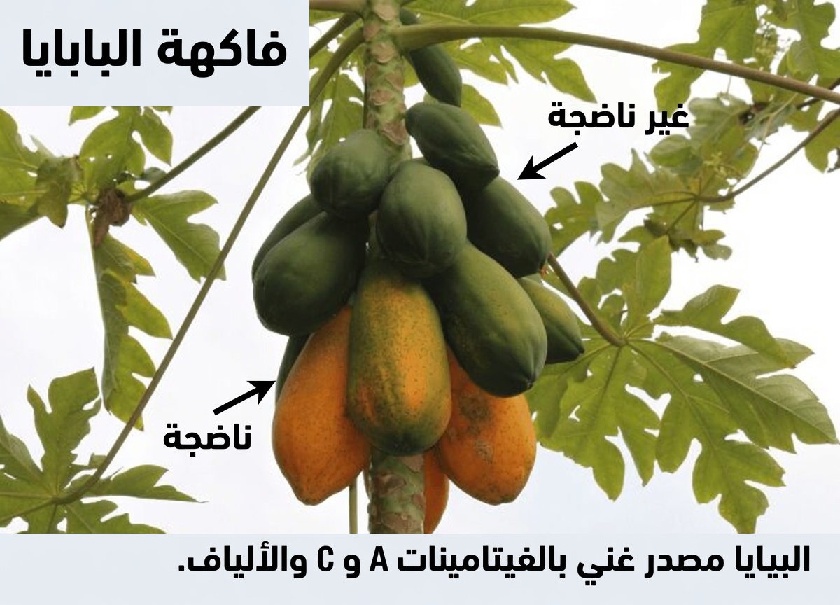 اكتشف الاستخدامات الخفية لعصارة البابايا لدعم طبيعي ضمن روتينك اليومي للهضم