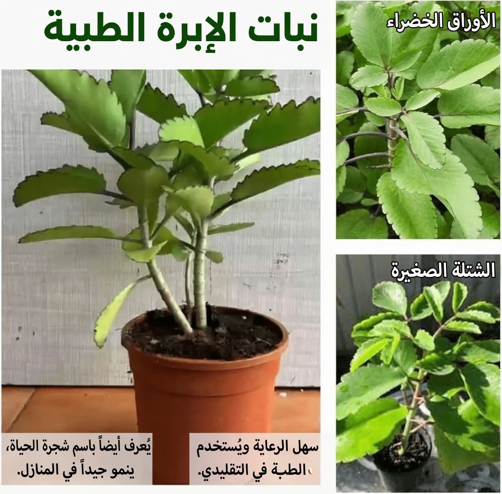 استكشاف نبات الكالانشو بيناتا متعدد الاستخدامات: كيف يمكن لهذا النبات الشائع في الحدائق أن يعزز روتينك اليومي