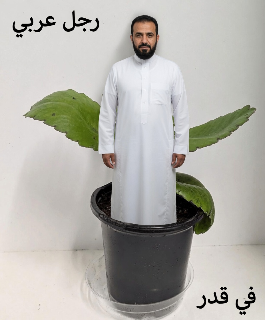 استكشاف نبات الكالانشو بيناتا متعدد الاستخدامات: كيف يمكن لهذا النبات الشائع في الحدائق أن يعزز روتينك اليومي