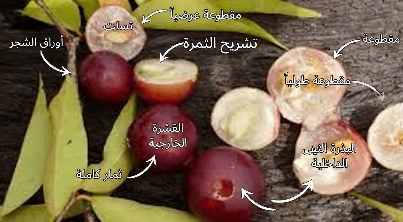 العلماء يعثرون على ثمرة توت يمكنها مكافحة السرطان والسكري والسمنة