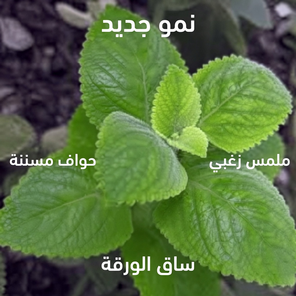 هل تتسلّل إليك الرؤية الضبابية؟ قد يفاجئك هذا الاتجاه لمشروب أوراق الأوريغانو