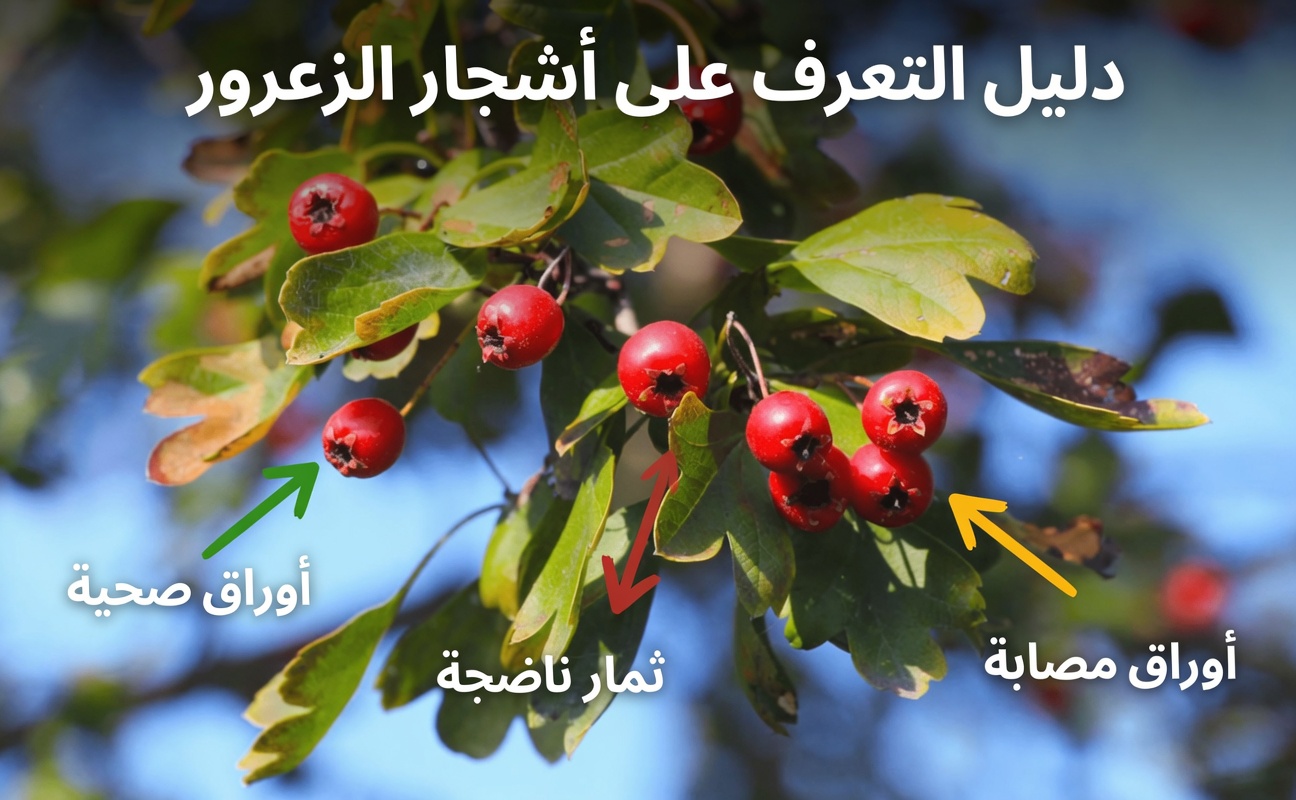 هل تجاوزت الستين؟ اكتشف 6 أعشاب طبيعية قد تدعم الدورة الدموية الصحية في الساقين بشكل طبيعي