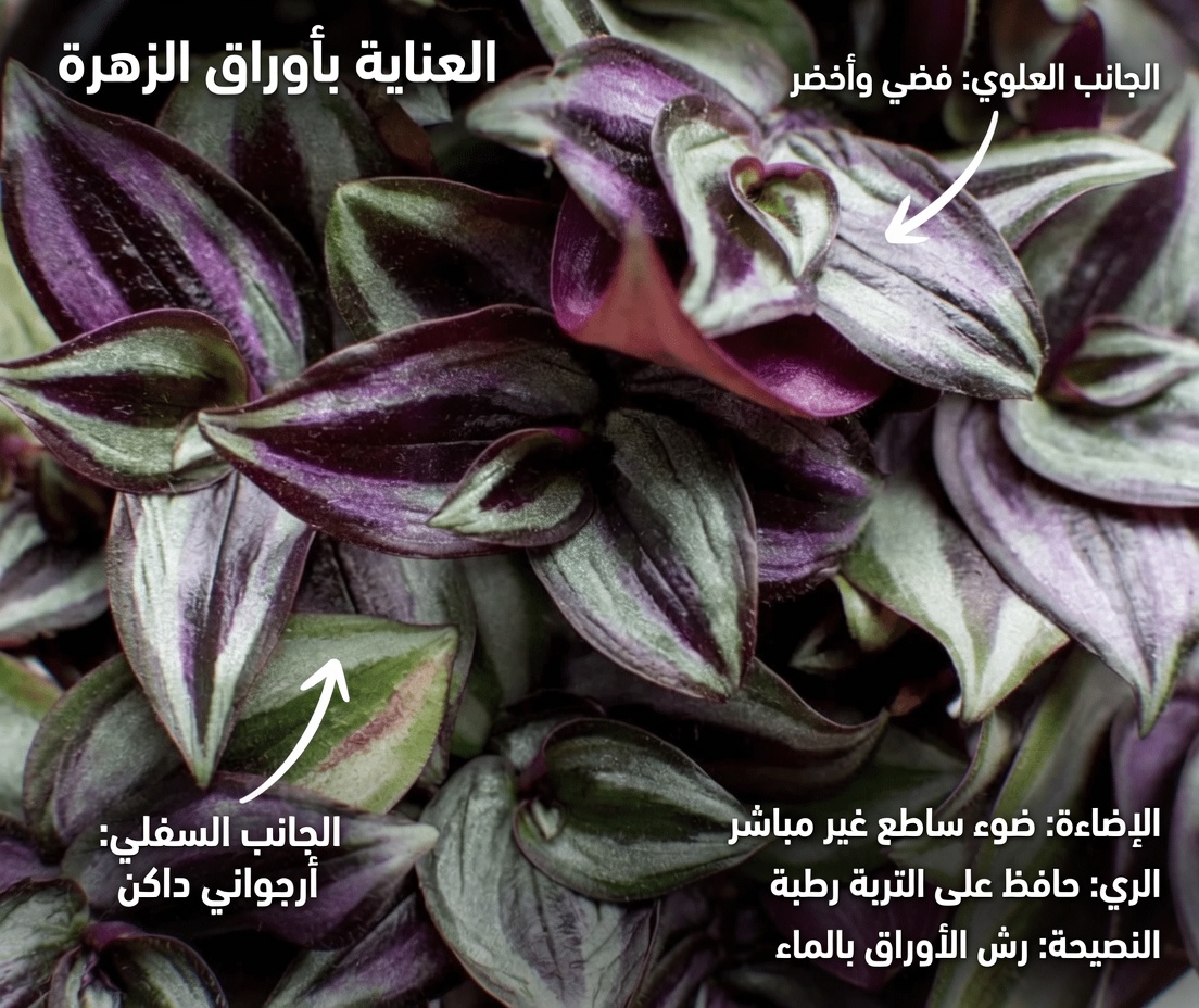 شاي أعشاب النبتة الأرجوانية لتعزيز الدورة الدموية وصحة المسالك البولية: طقس يومي بسيط لاستكشافه