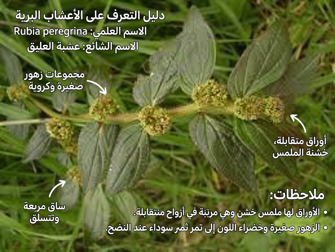 7 أساليب طبيعية قد تساعد في إدارة الثآليل وراحة الجلد