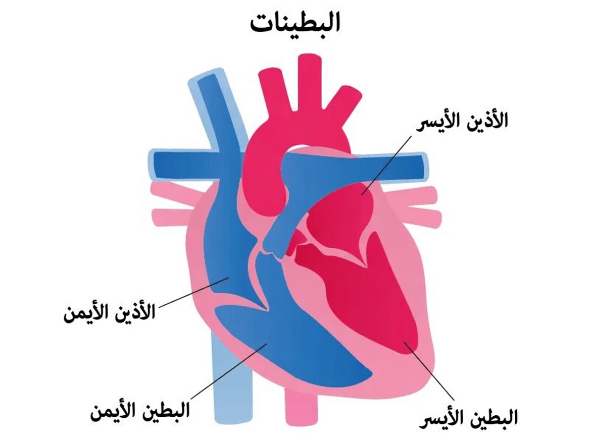 5 أدوية شائعة قد تؤثر في صحة القلب لدى البالغين فوق سن 60: أهم الرؤى والخطوات التالية