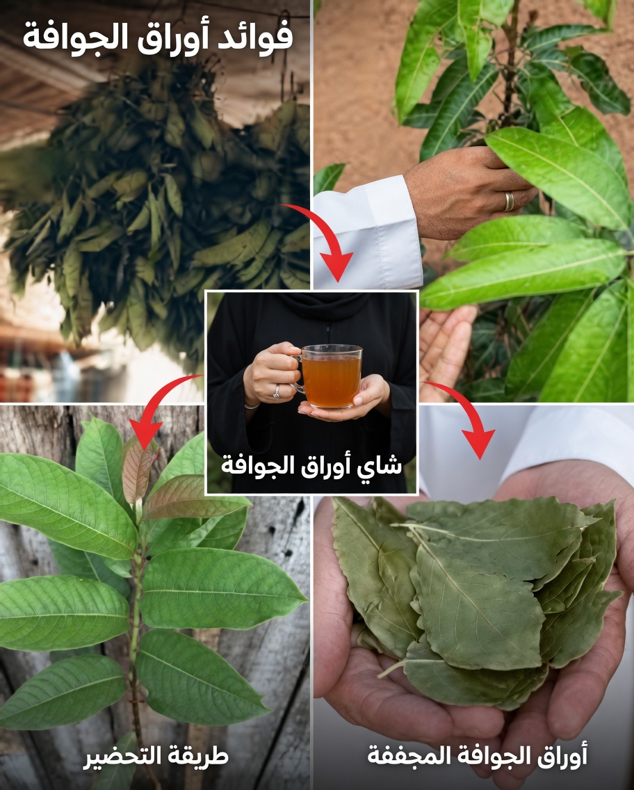 الأوراق الطبية الأربع: الأفوكادو والمانجو والغار والجوافة — هدية الطبيعة لرفاهيتك