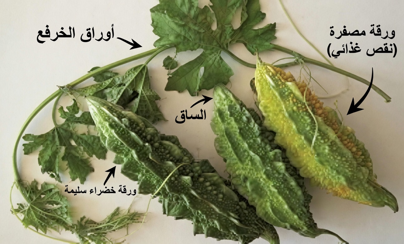 اكتشف عادات الأكل اليومية لدى اليابانيين المعمّرين التي قد تدعم طول العمر والحيوية