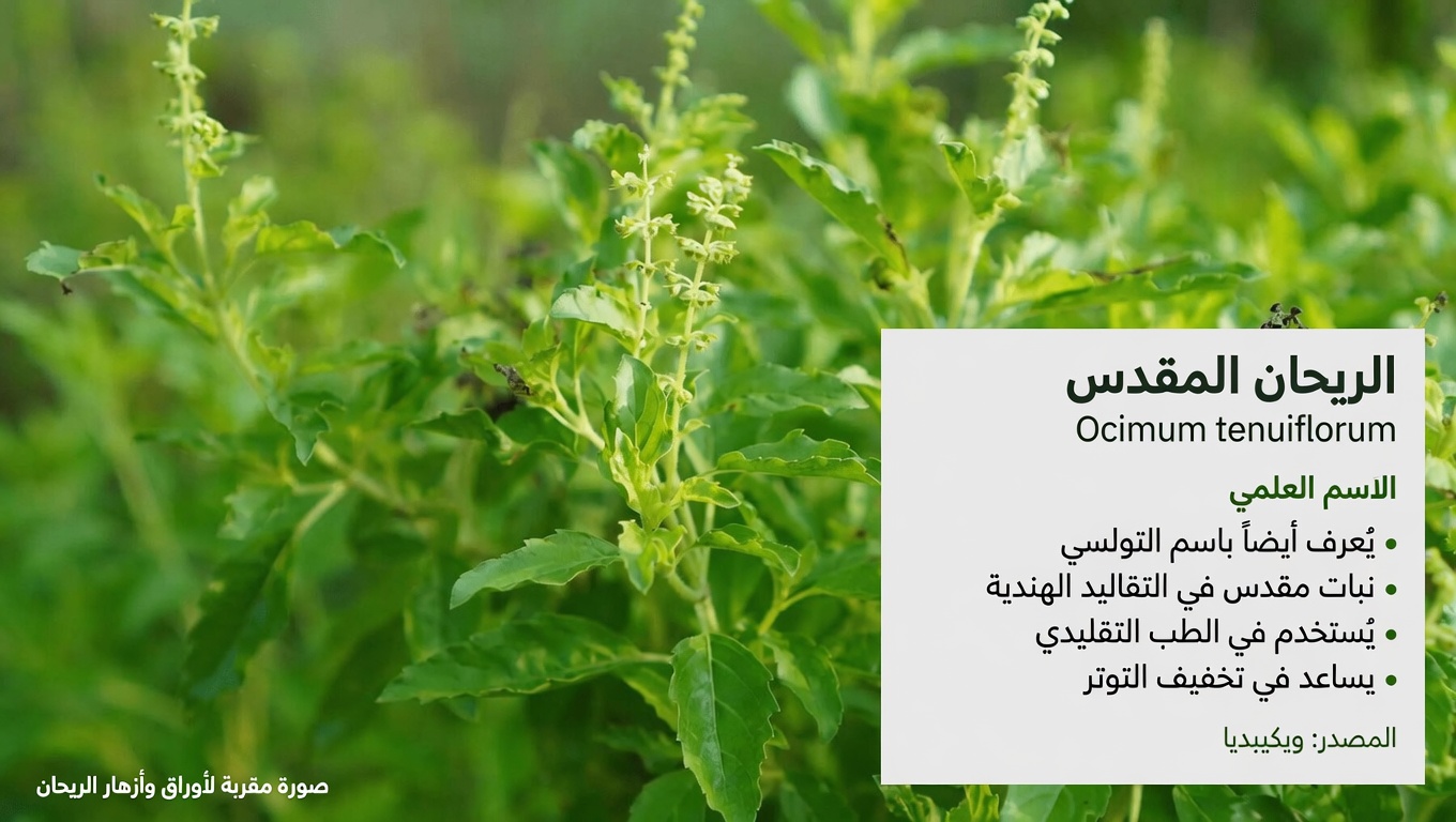 الريحان المقدس (التولسي) لصحة الفم: علاج طبيعي للتسوس، مشكلات اللثة، رائحة الفم الكريهة وأسنان أقوى