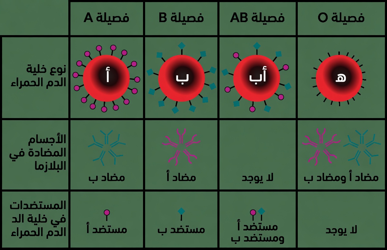 هل يمكن لفصيلة دمك أن تؤثر في كيفية تقدّمك في العمر؟ ما تكشفه الأبحاث العلمية حتى الآن