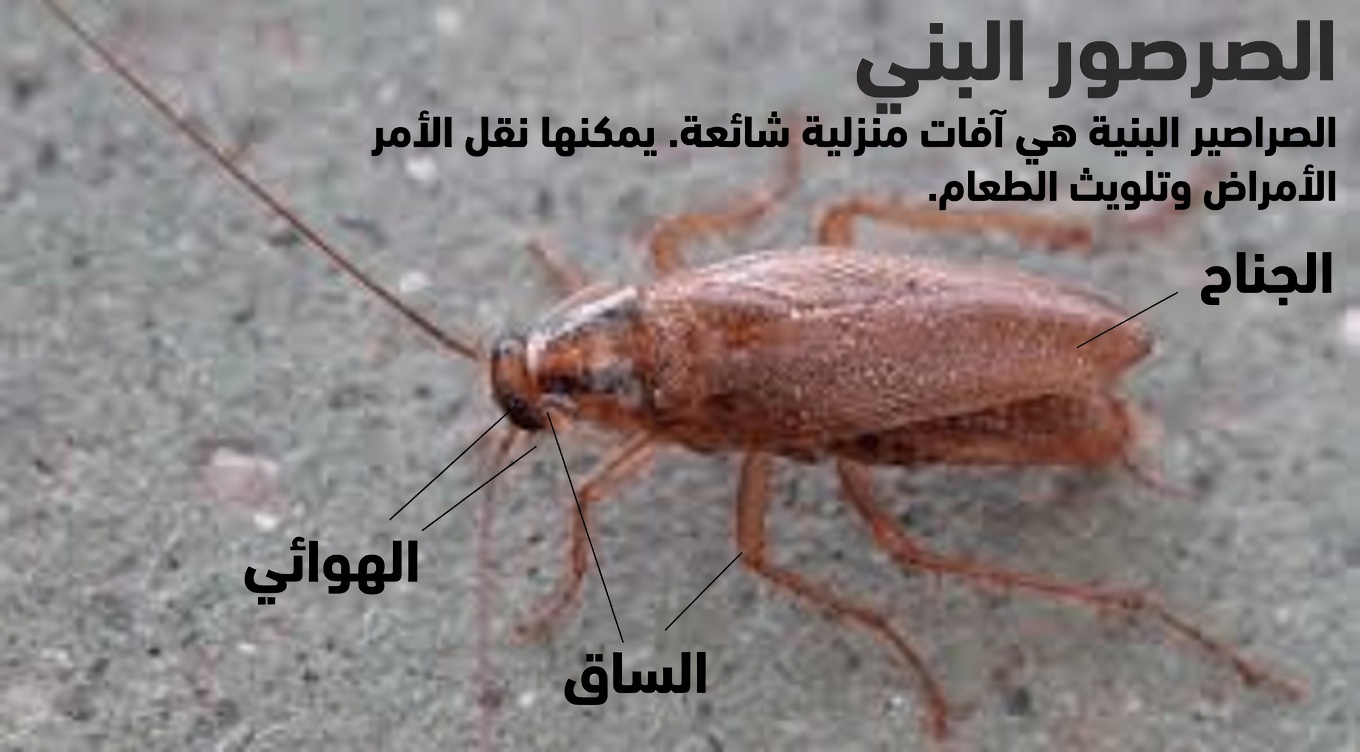 حيل المنزل والحديقة: كيفية استخدام القرنفل للتخلص من الحشرات طبيعيًا