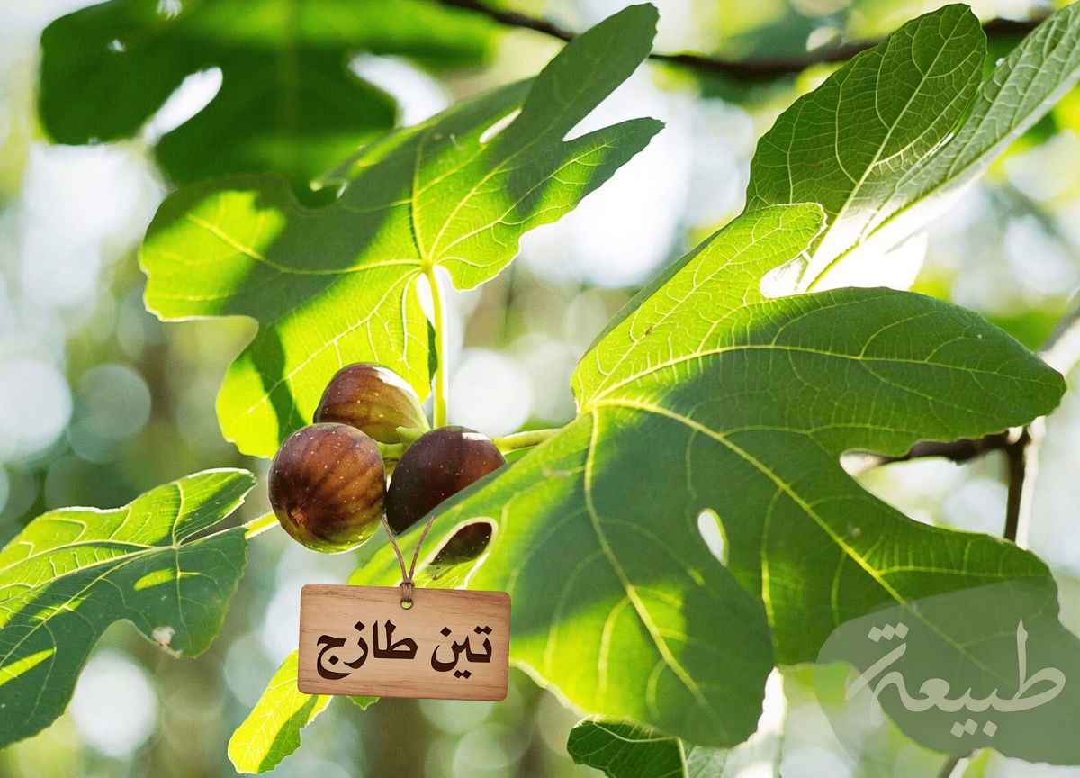 10 فوائد صحية محتملة لأوراق التين قد لا تعرفها
