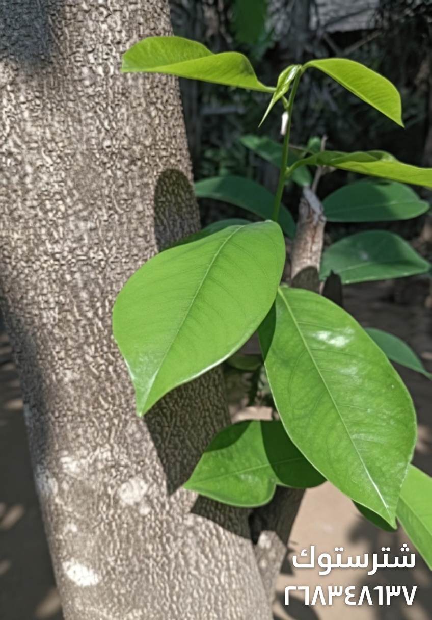 الورقة التي تدمر الخلايا السرطانية—لماذا لا يتحدث عنها أحد