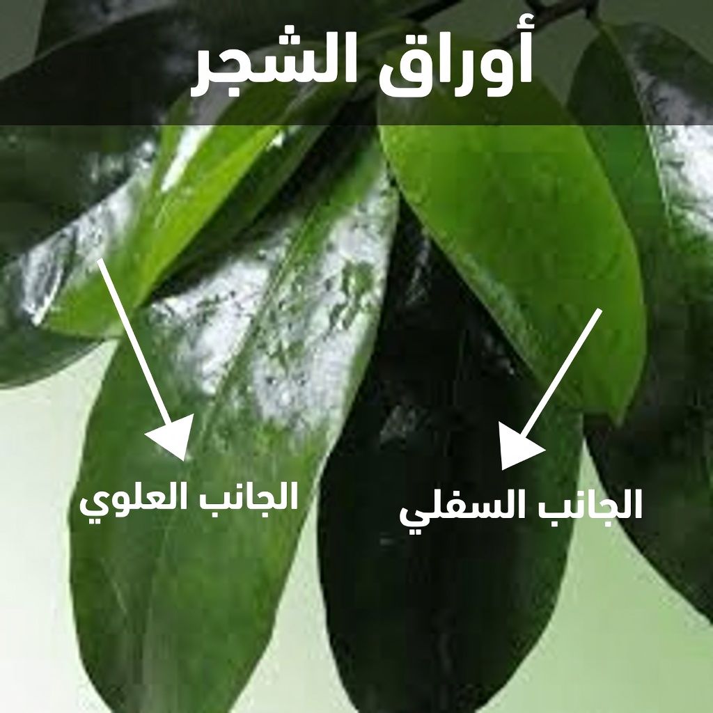 الورقة التي تدمر الخلايا السرطانية—لماذا لا يتحدث عنها أحد