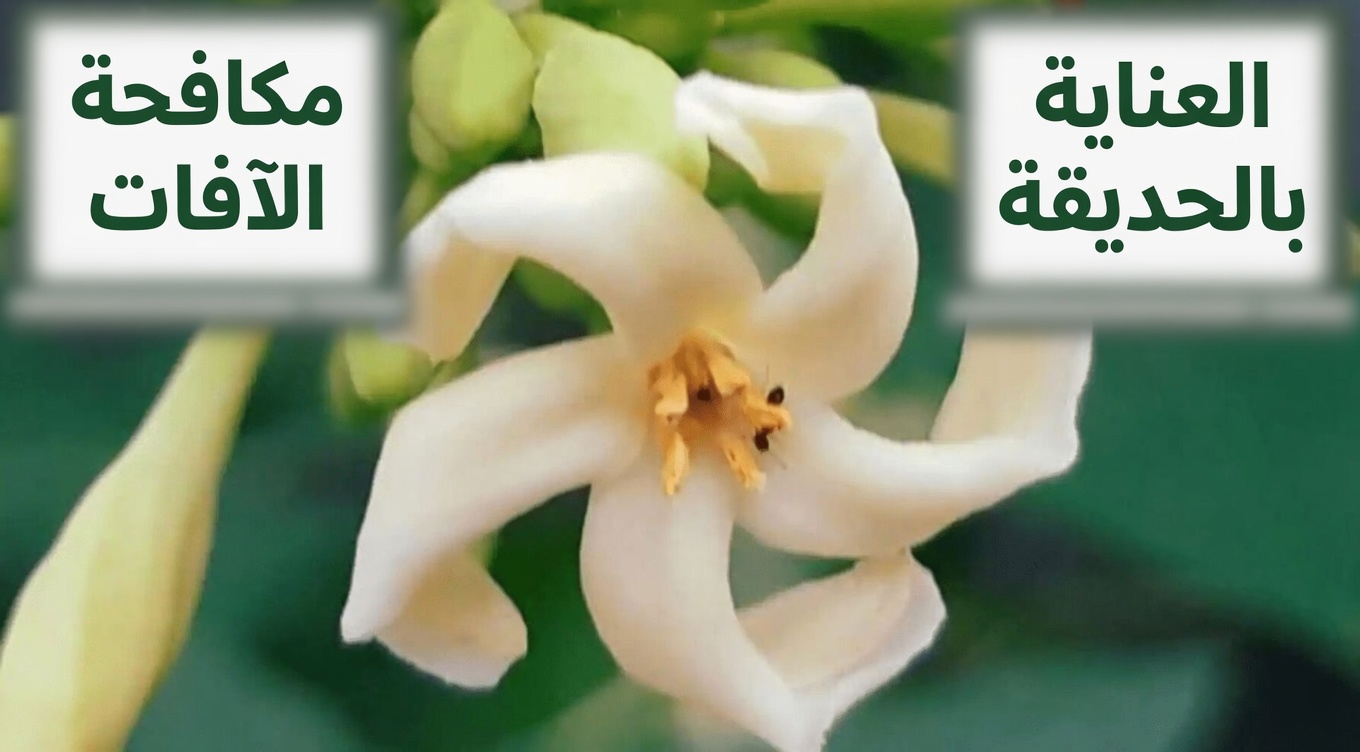 القوة الخفية لأزهار البابايا: هل يمكن أن تقدم دعماً صحياً أكثر من الثمرة؟