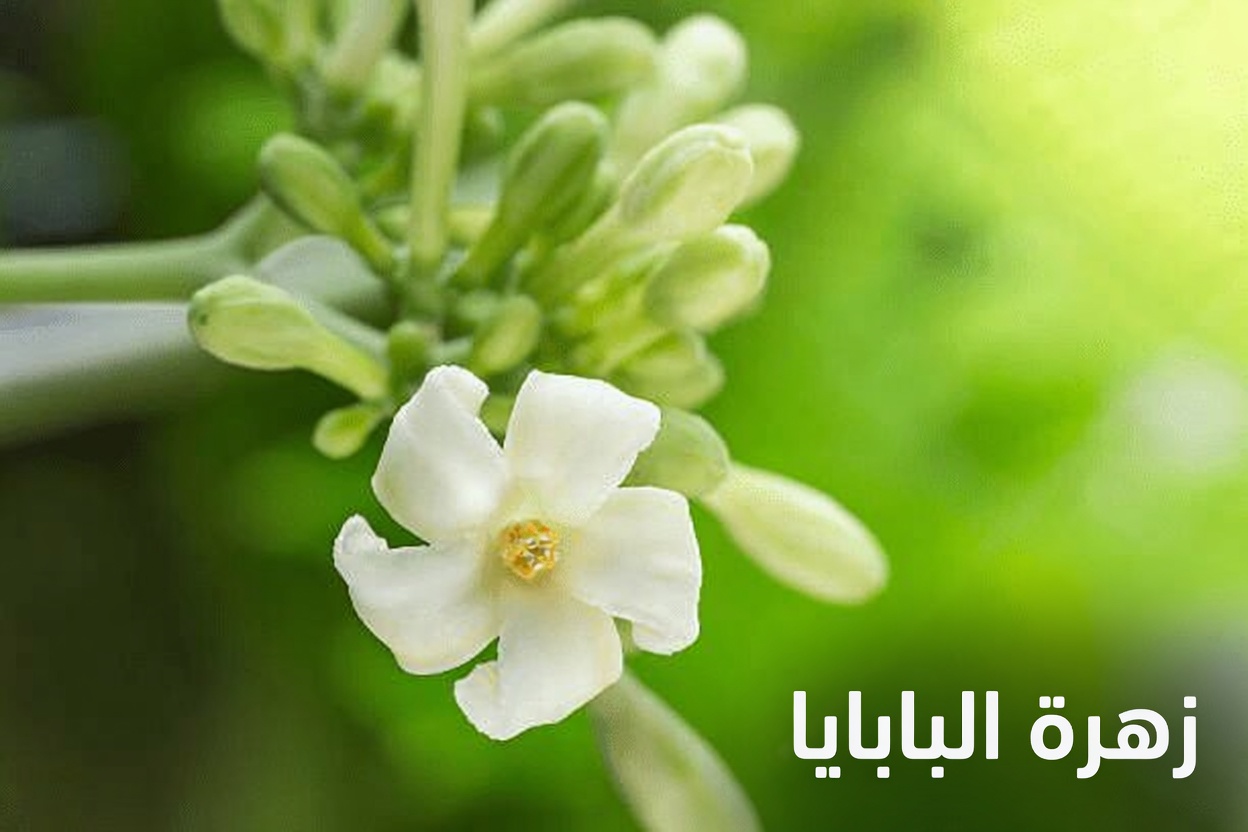 القوة الخفية لأزهار البابايا: هل يمكن أن تقدم دعماً صحياً أكثر من الثمرة؟