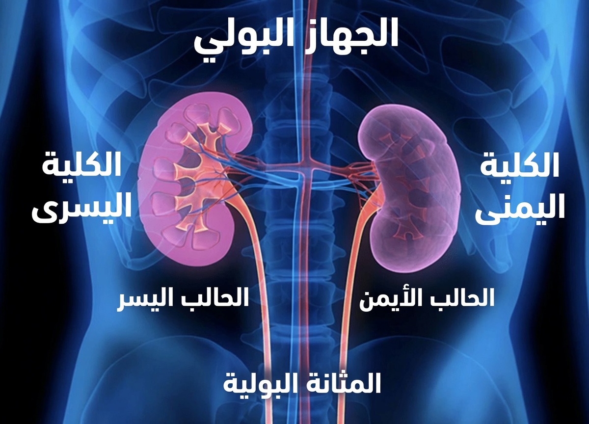 انخفضت مستويات الكرياتينين من 7.1 إلى 0.9 خلال يومين! 4 دهون صحية لصحة الكلى و4 دهون قد تكون محفوفة بالمخاطر يجب أن تعرف عنها.