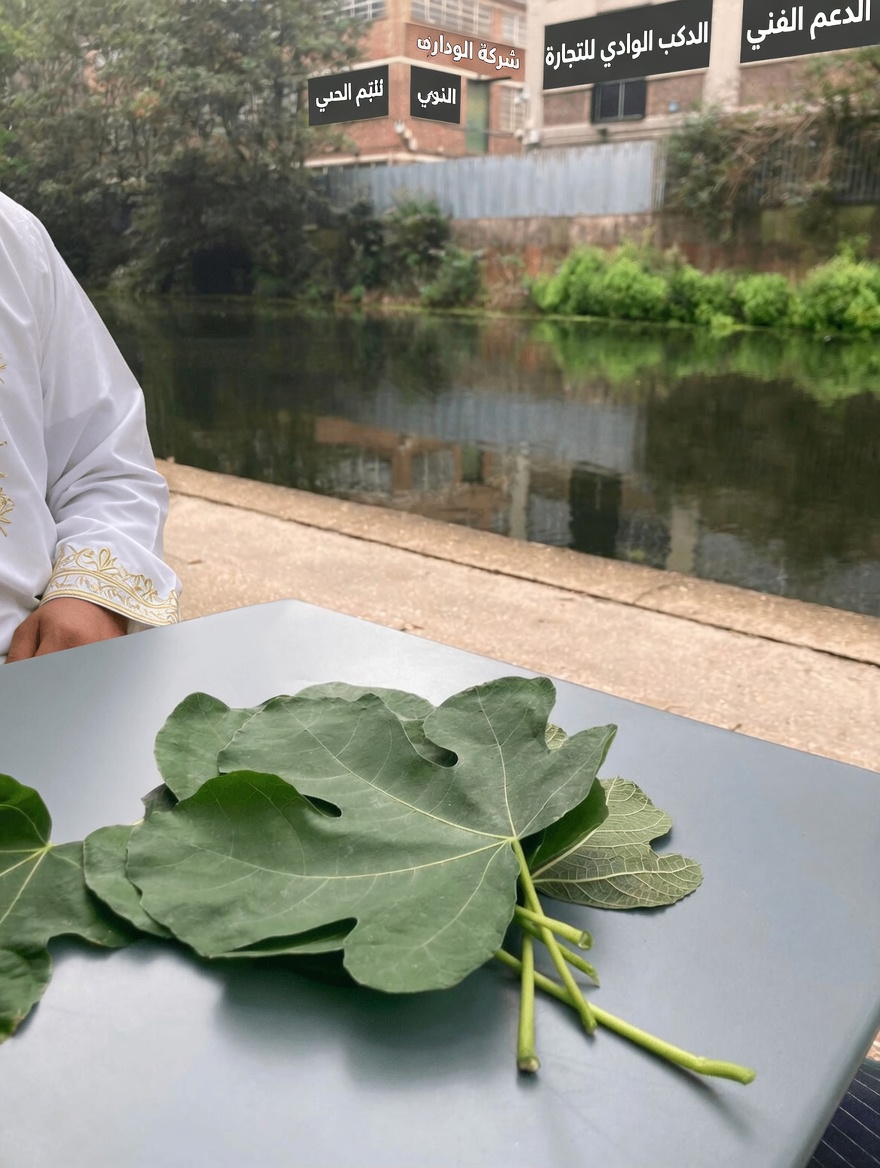 فوائد أوراق التين وطرق بسيطة لاستخدام هذه الخضرة المهملة في المنزل