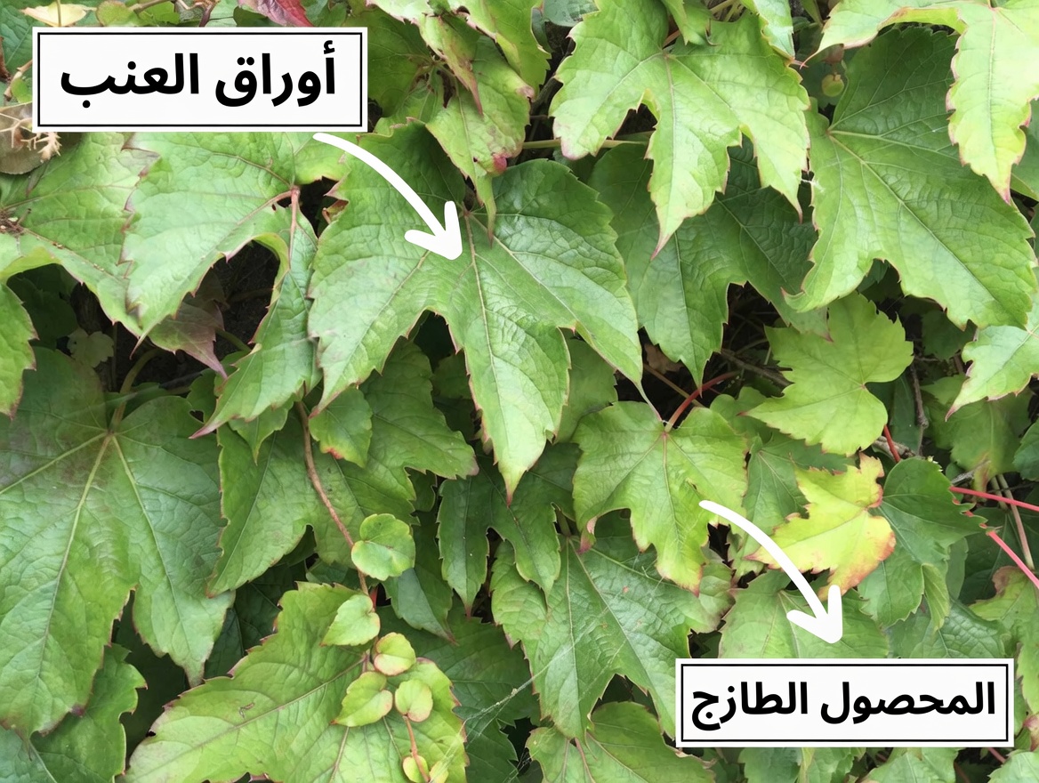 اكتشف الورقة التي تدعم صحة الرئتين وتهدئ السعال وتساعدك على التنفس بشكل أفضل بشكل طبيعي