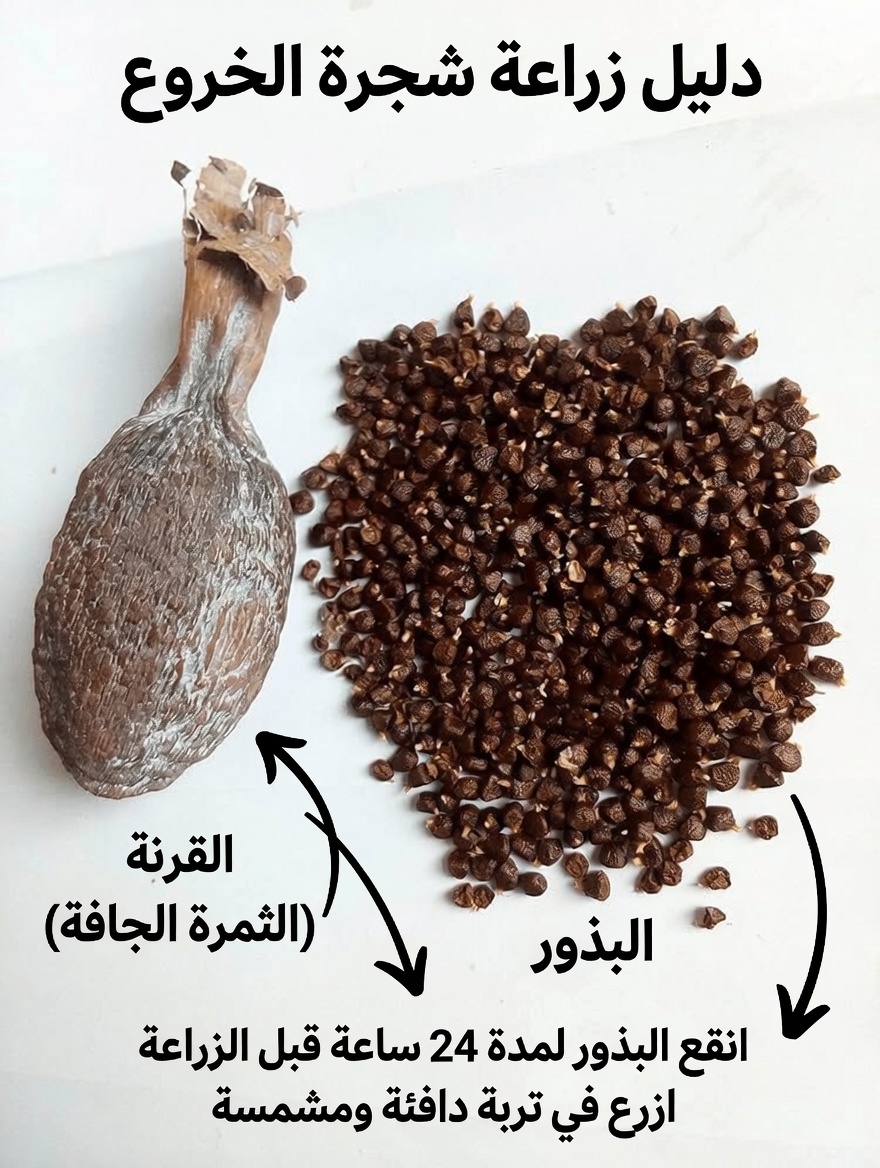الإمكانات المدهشة لتعزيز الصحة للغورو المُرّ وفلفل التمساح وماء جوز الهند: استكشاف الثلاثي التقليدي للطبيعة