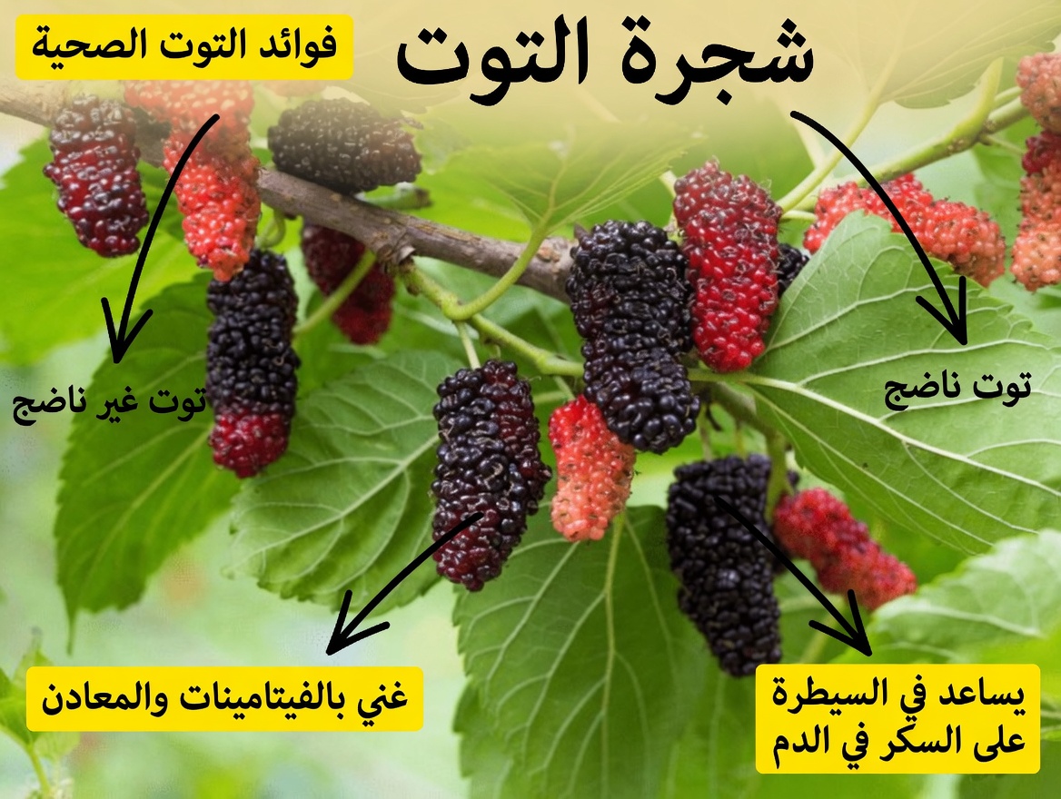 اكتشف الفوائد المحتملة لثلاثة أنواع شائعة من الأوراق لدعم مستويات السكر في الدم والعافية