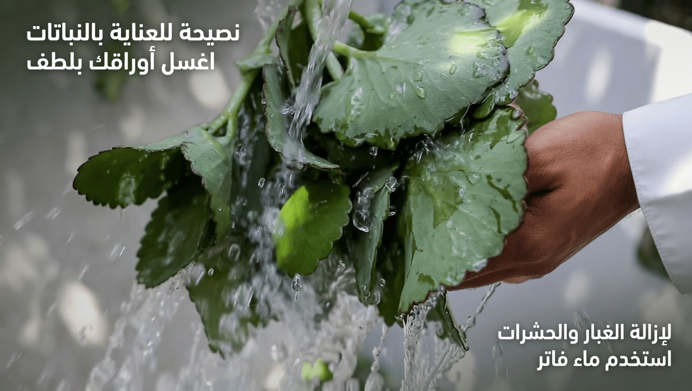 هل تساءلت يومًا ماذا تفعل بتلك النبتة الشائعة «فولها-دا-فيدا» التي تنمو في حديقتك؟