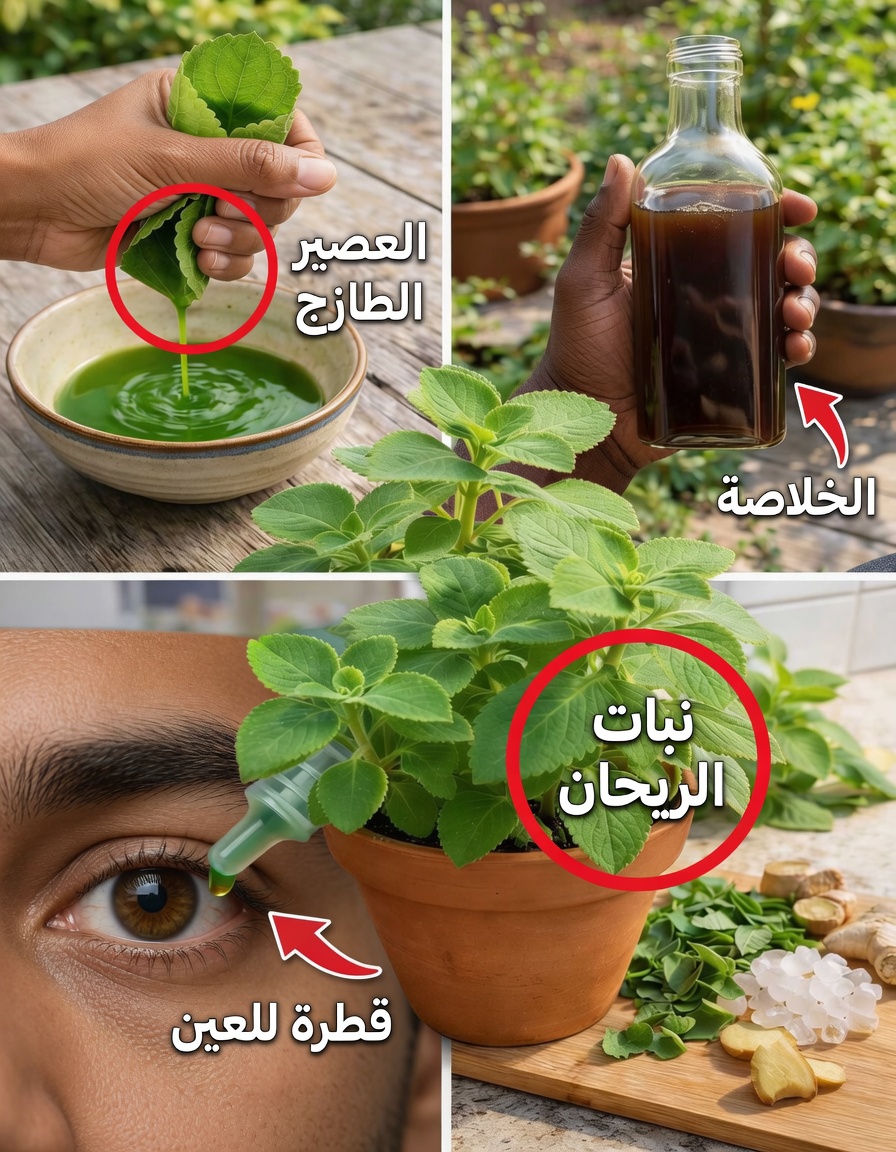 الأوريغانو للعيون: استكشاف الدعم المحتمل للبصر من هذه العشبة اليومية