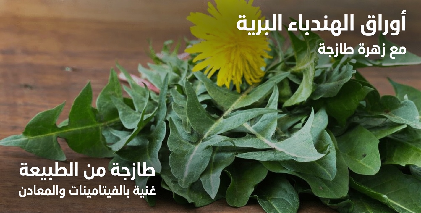 اكتشف الإمكانات الغذائية للهندباء: نبات شائع ذو ملف غذائي مثير للإعجاب