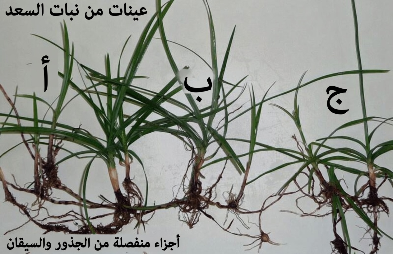 هل يُعدّ السعد العشبةَ القديمة المُهملة لدعم العافية اليومية؟ استكشاف فوائد السعد (Cyperus rotundus) واستخداماته التقليدية