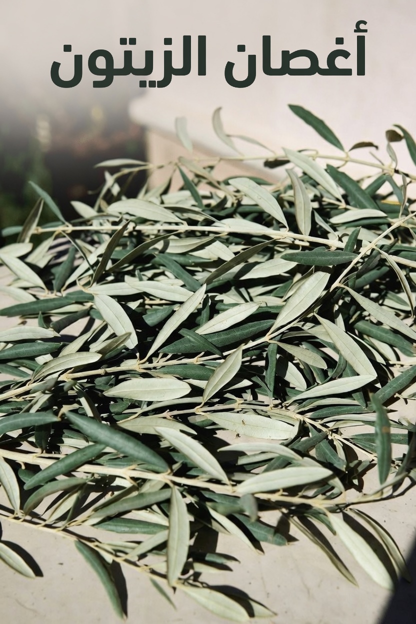 اكتشف الفوائد الصحية المحتملة لمستخلص أوراق الزيتون وطرقًا بسيطة لإدراجه يوميًا