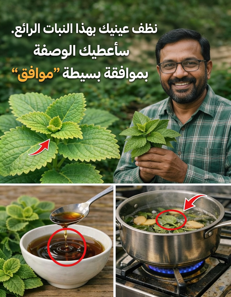 الأوريغانو أوريخون: هل يمكن أن تدعم هذه العشبة اليومية صحة عينيك بشكل طبيعي؟