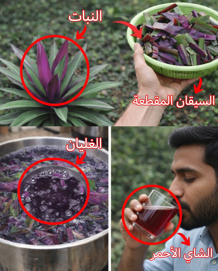 اكتشف أوراق القلب الأرجواني: كيفية تحضير شاي عشبي نابض بالحيوية من هذا النبات الملوّن