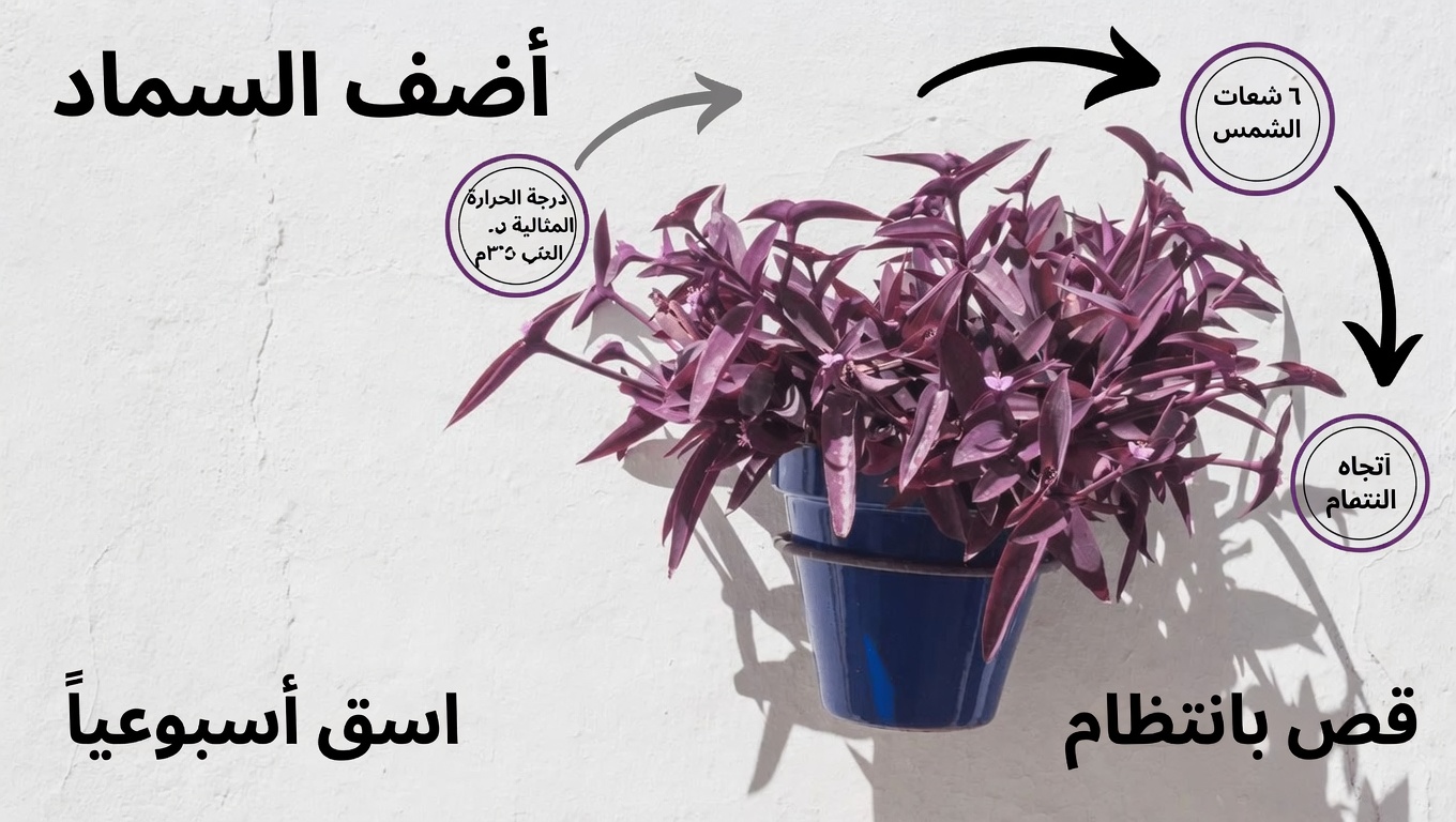 اكتشف أوراق القلب الأرجواني: كيفية تحضير شاي عشبي نابض بالحيوية من هذا النبات الملوّن