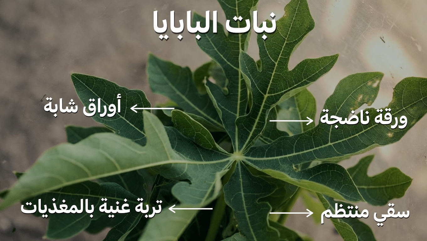 اكتشف إمكانات أوراق البابايا للحصول على شعر أكثر صحة وكثافة خلال ليلة واحدة