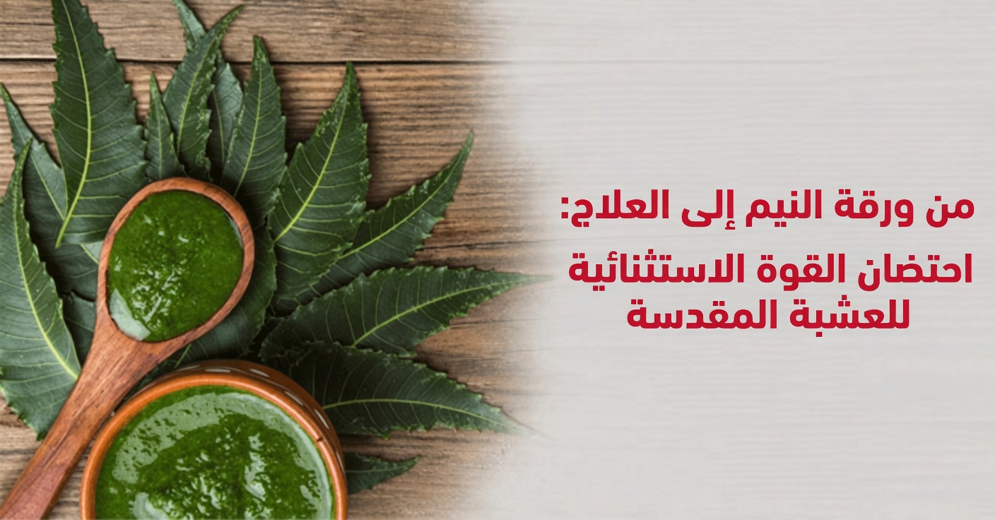 اكتشاف أوراق النيم: استكشاف الاستخدامات التقليدية لهذا العشب من جنوب شرق آسيا في روتينات العافية اليومية