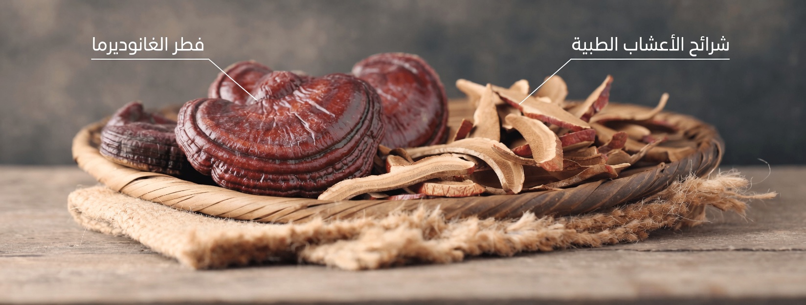 اكتشف الفوائد المحتملة لفطر الريشي في دعم صحة الثدي عبر مسارات طبيعية