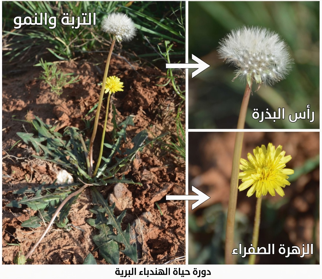 استكشاف إمكانات جذور الهندباء في أبحاث السرطان: ما تكشفه الدراسات المخبرية