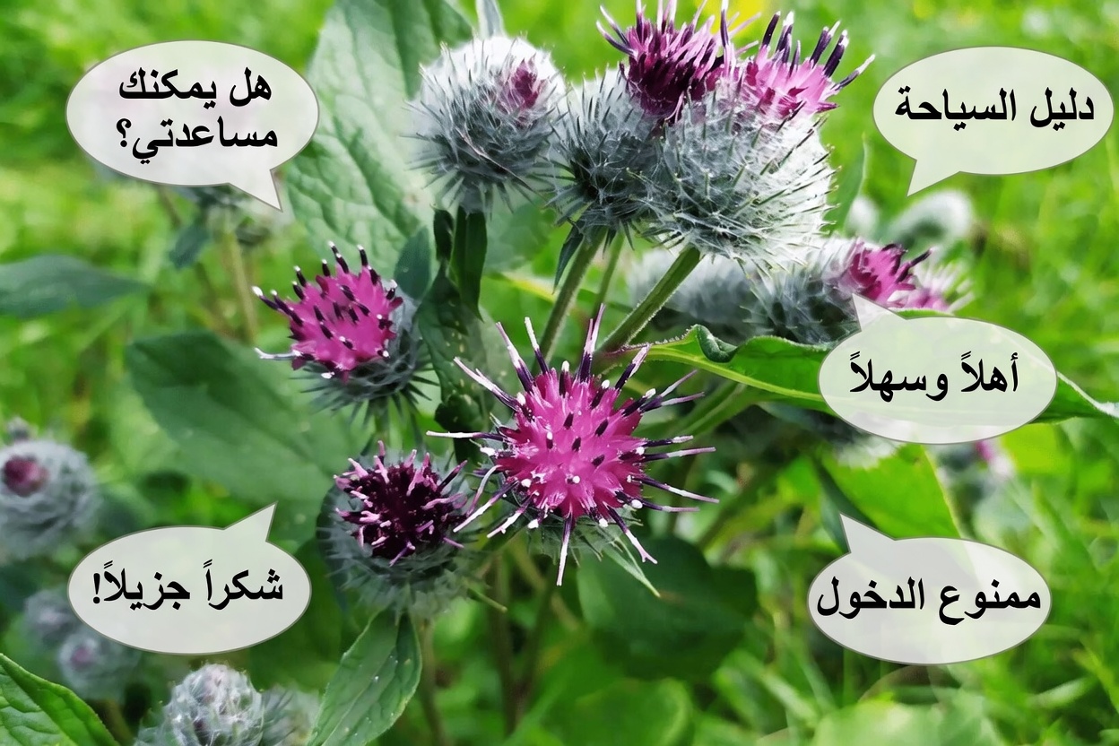 استكشاف إمكانات جذور الهندباء في أبحاث السرطان: ما تكشفه الدراسات المخبرية