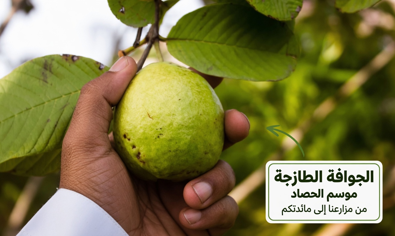 اكتشف التقليد المريح: منقوع عشبي طبيعي بالأوريجانو بوليو وأوراق الغار وأوراق الجوافة