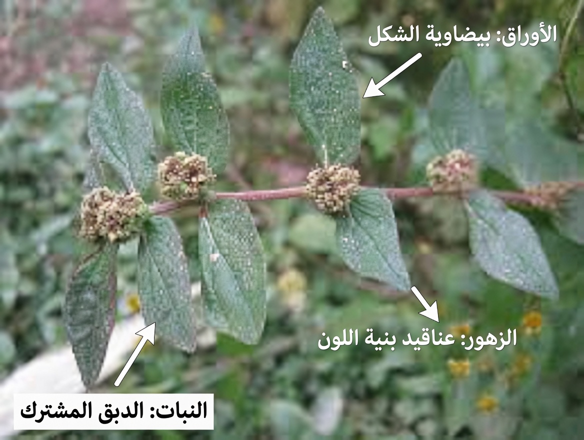 لماذا قدّر المعالجون التقليديون منذ زمن طويل هذه العشبة الشائعة في الحدائق لراحة العين: استكشاف اليوفوربيا هيرتا