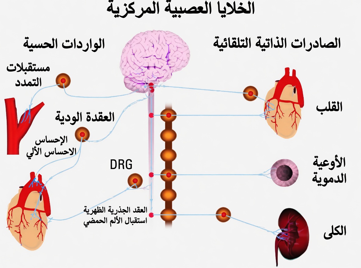 لماذا تحدث تشنجات الساق ليلاً وعادات بسيطة قد تساعدك على النوم بشكل أفضل
