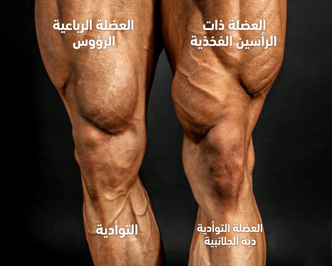 تمرين رفع الساق البسيط الذي يمكن لكبار السن ممارسته يوميًا لتحسين الحركة والدورة الدموية والتوازن والراحة