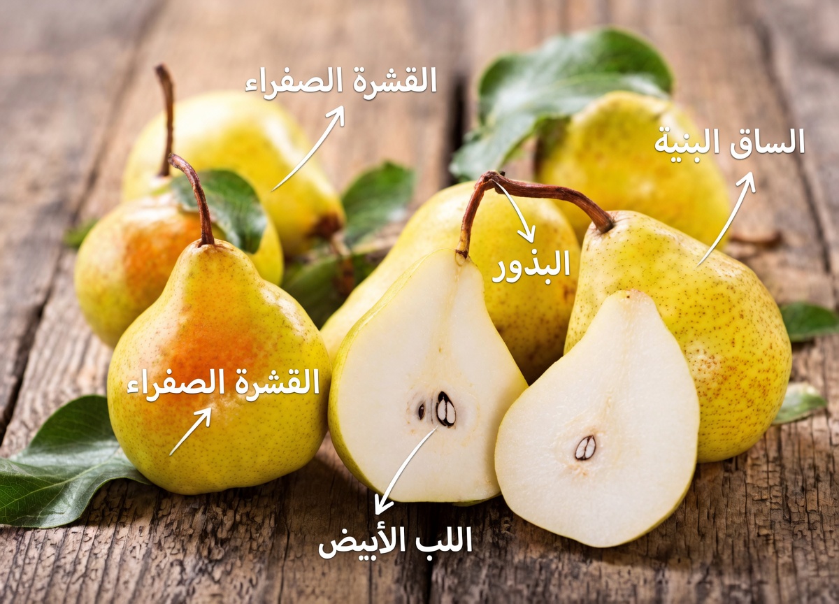 8 أطعمة قد تساعد في دعم راحة المثانة وتقليل التبول الليلي وإلحاح التبول لدى البالغين