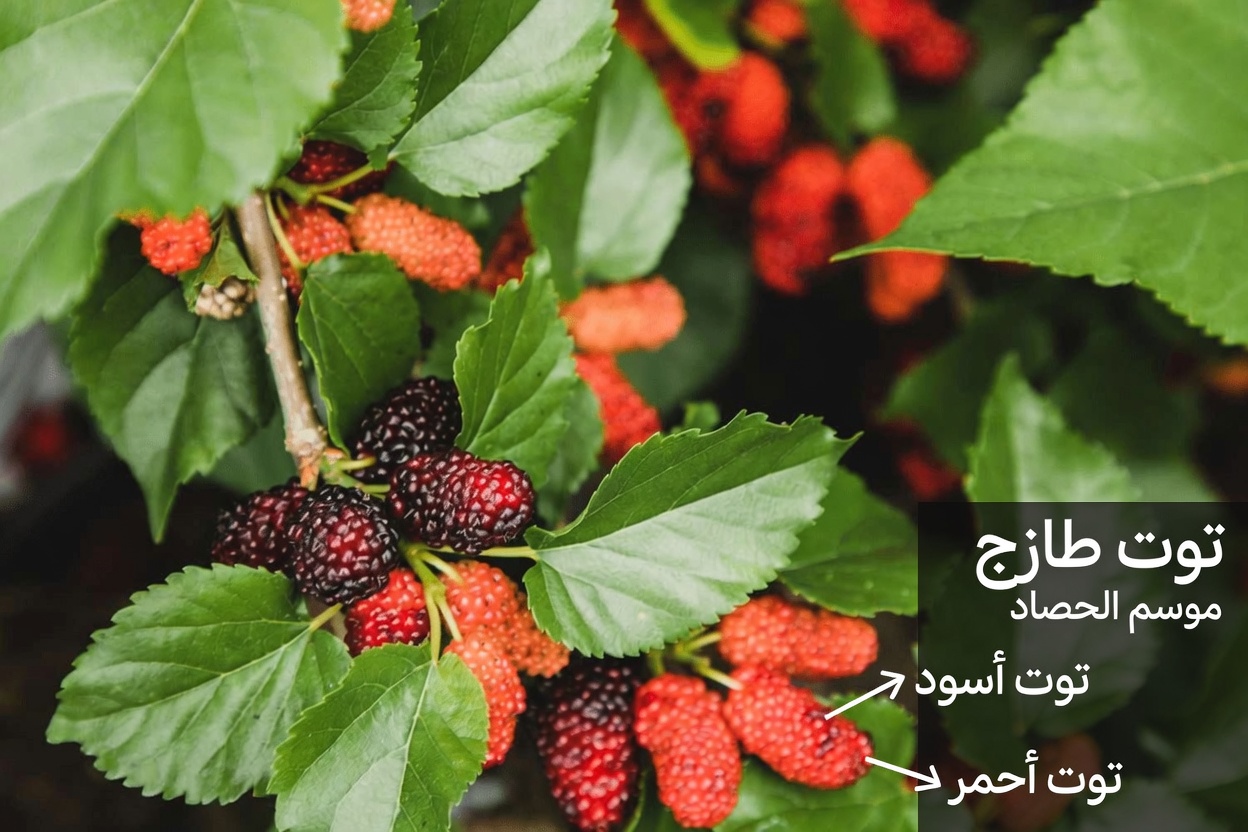 هل يمكن لشاي أوراق التوت أن يدعم صحتك الأيضية؟ استكشاف إمكانات هذه العشبة التقليدية