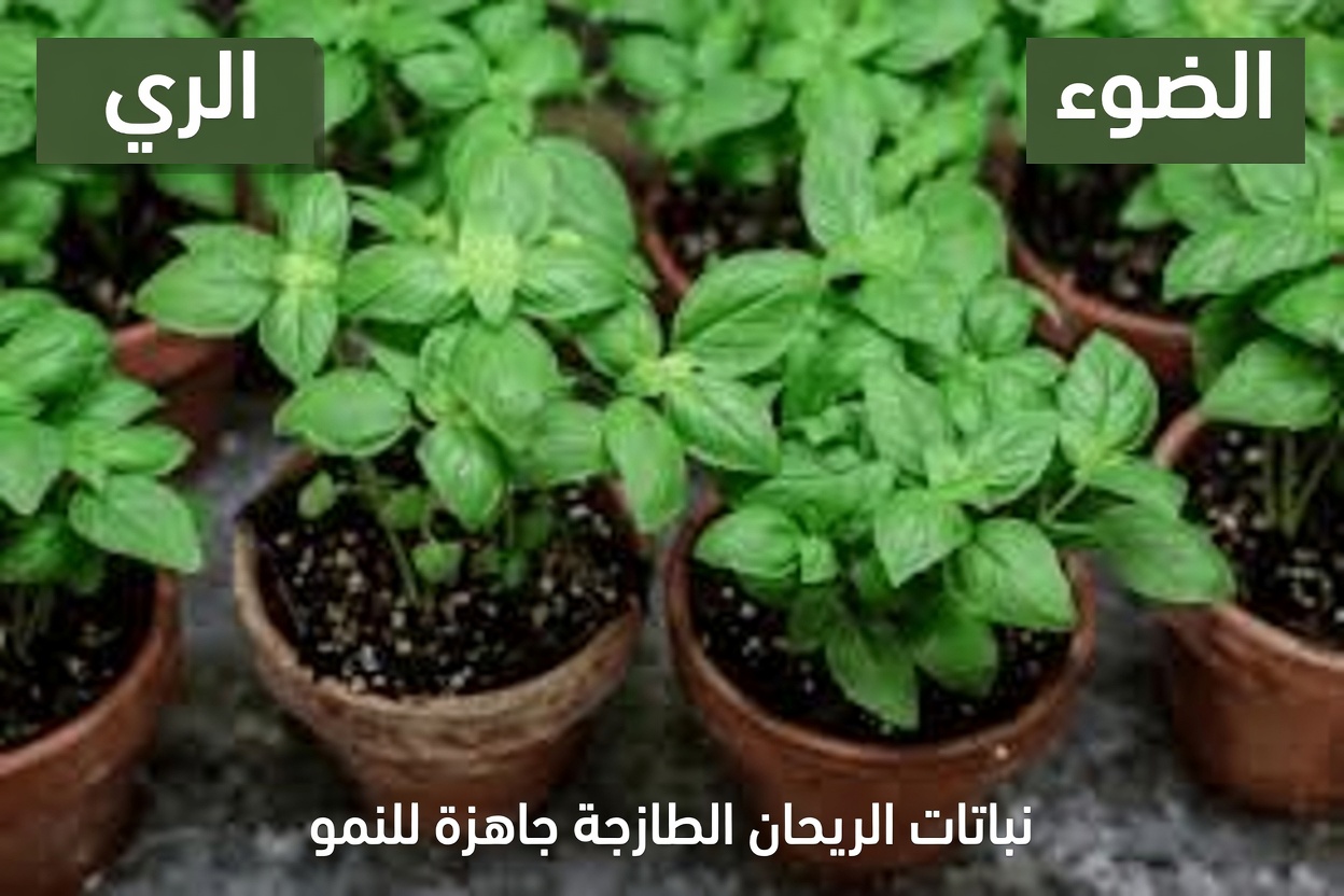 5 أوراق بسيطة قد تدعم صحة عينيك بشكل طبيعي